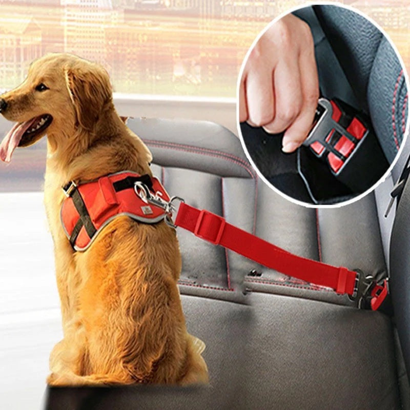 A dog in a harness using the pet seat belt 