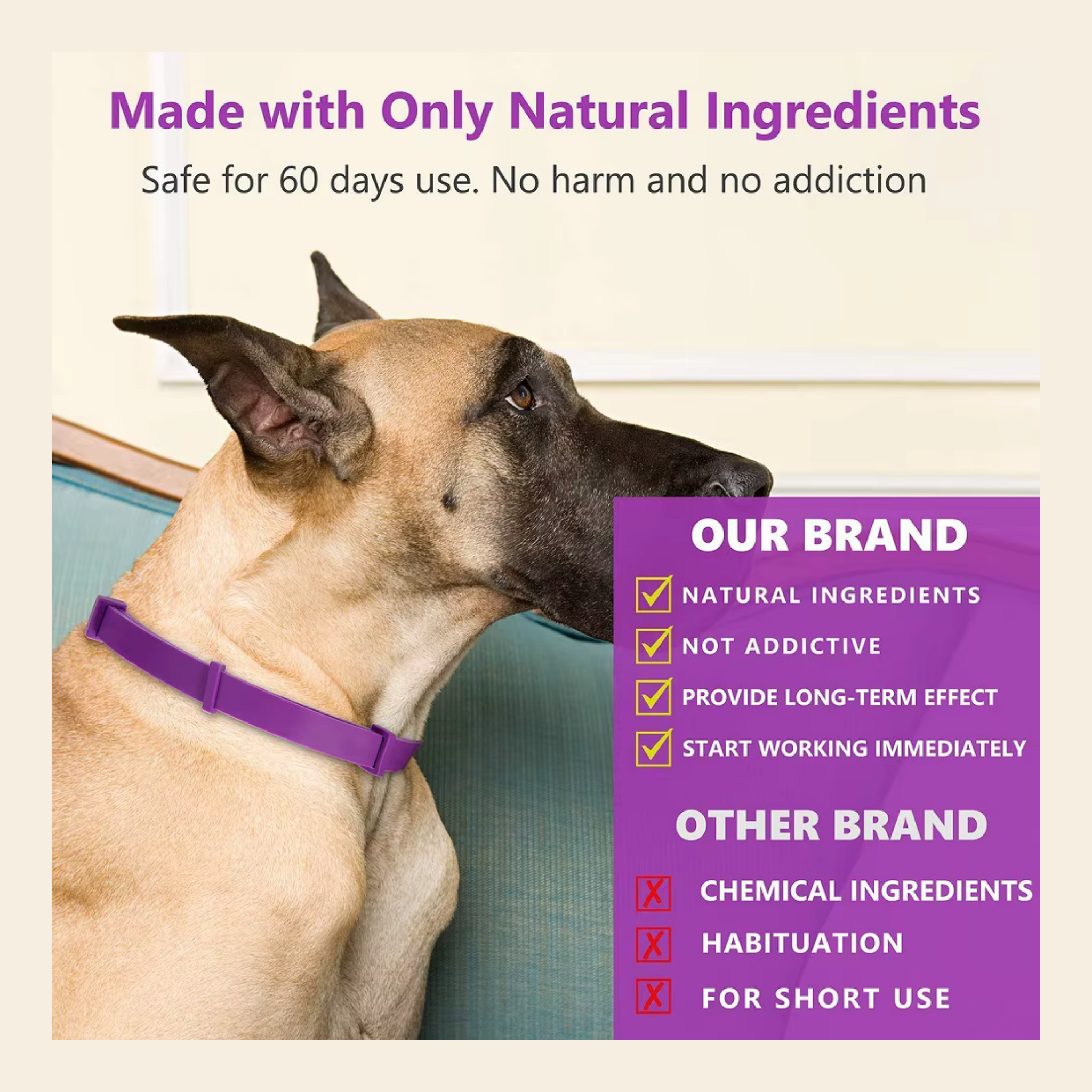 Dog wearing calming collar 
