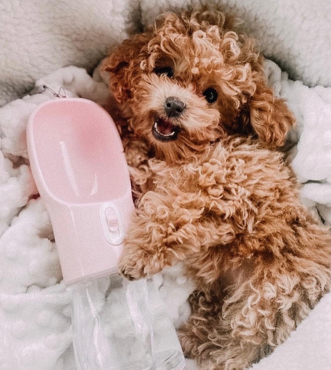 small puppy with the  2 in 1 portable pet feeder