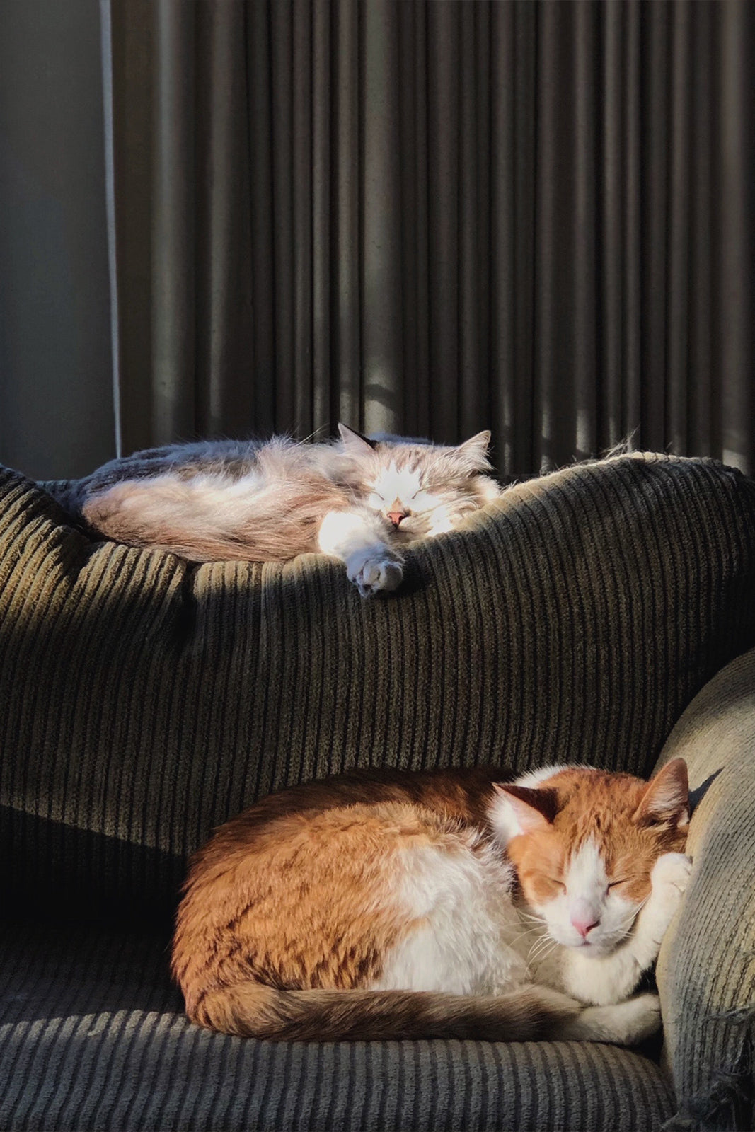 photo of two cats