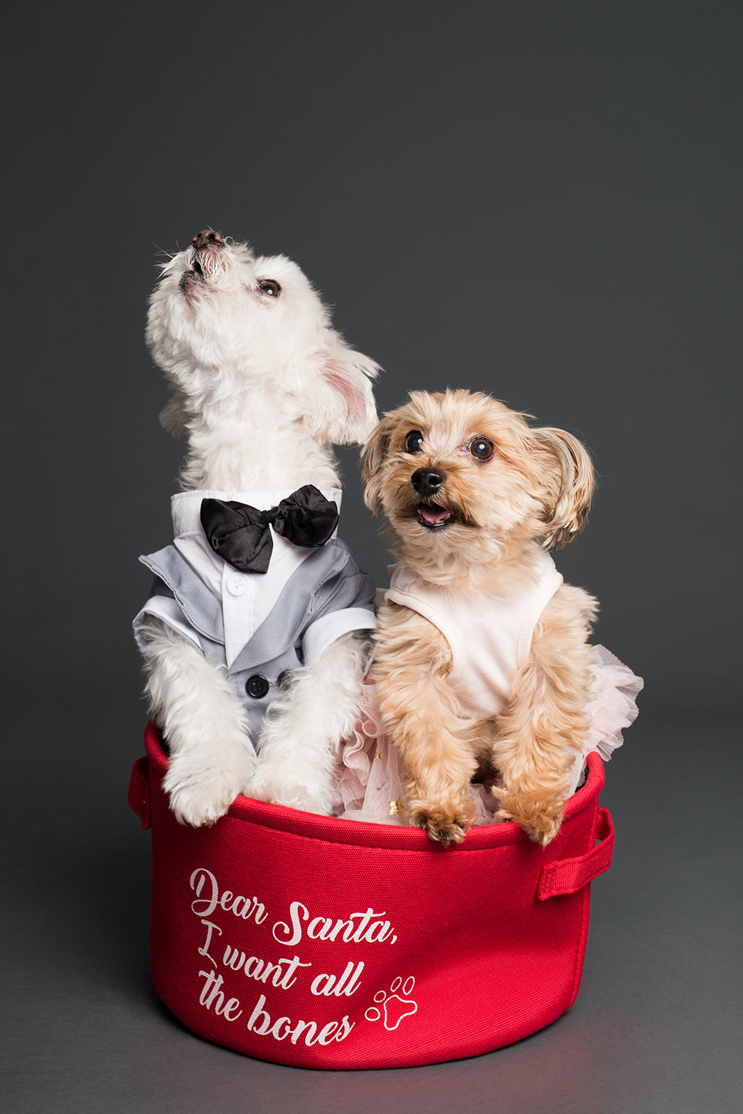 photo of two dogs in a basket that says 'dear Santa, I want all the bones'