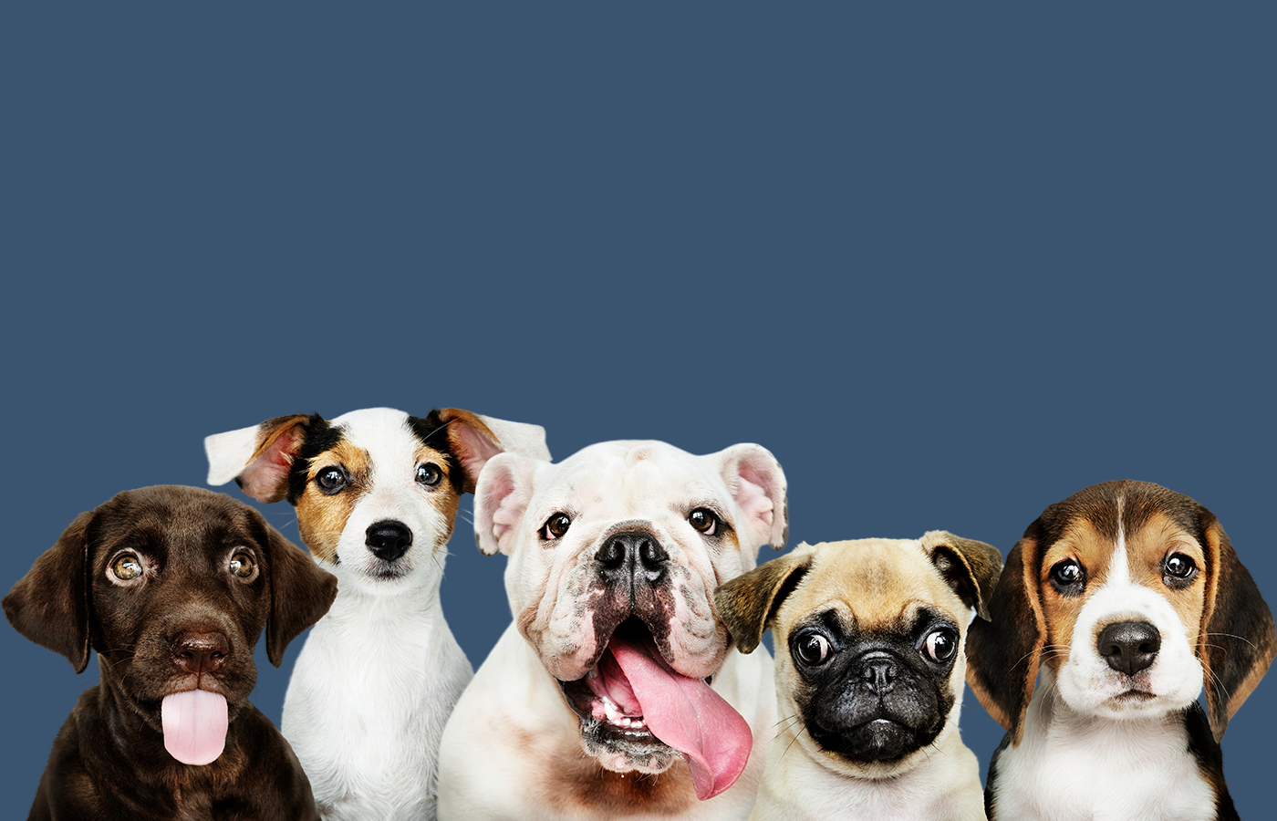 Puppies image for Logo.2