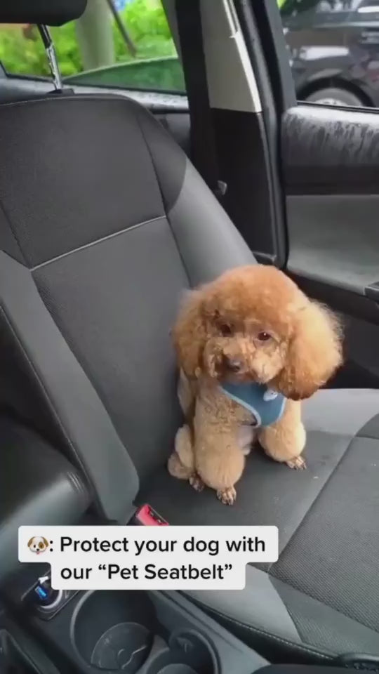 Video for the pet seat belt of a dog in car 